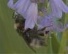 Bombus sp.